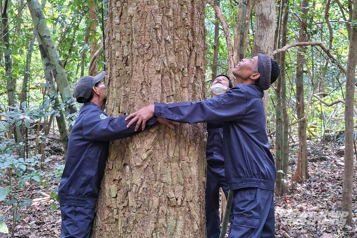 꽝찌성에는 북중부 지역의 온실가스 배출량 감축을 위한 경제 감축 계획(ERP) 대상에 해당하는 천연림이 60만 헥타르에 달합니다. 사진: 보 둥. Quảng Trị có 600 nghìn ha rừng tự nhiên được chi trả giảm phát thải khí nhà kính vùng Bắc Trung Bộ ERPA. Ảnh: Võ Dũng.