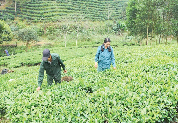 OCOP Thanh Hoa៖ ប្រែក្លាយផលិតផលកសិកម្មឯកទេសទៅជាទំនិញម៉ាក - រូបថត ១.