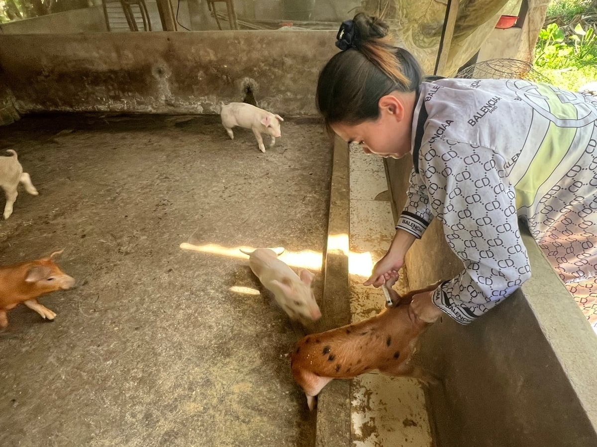 Οι αγρότες λαμβάνουν προληπτικά μέτρα για το κοπάδι χοίρων της οικογένειάς τους. Φωτογραφία: Trong Linh. Hộ nuôi chủ động phòng ngừa cho đàn heo của gia đình. Ảnh: Trọng Linh.