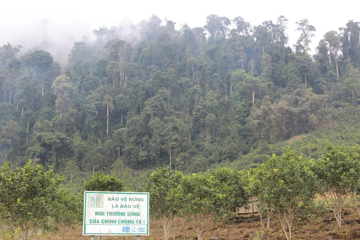 लाओ काई प्रांत में वर्तमान में वन आवरण दर 61.5% है। फोटो: थान तिएन। Độ che phủ rừng của tỉnh Lào Cai hiện đạt 61,5%. Ảnh: Thanh Tiến.