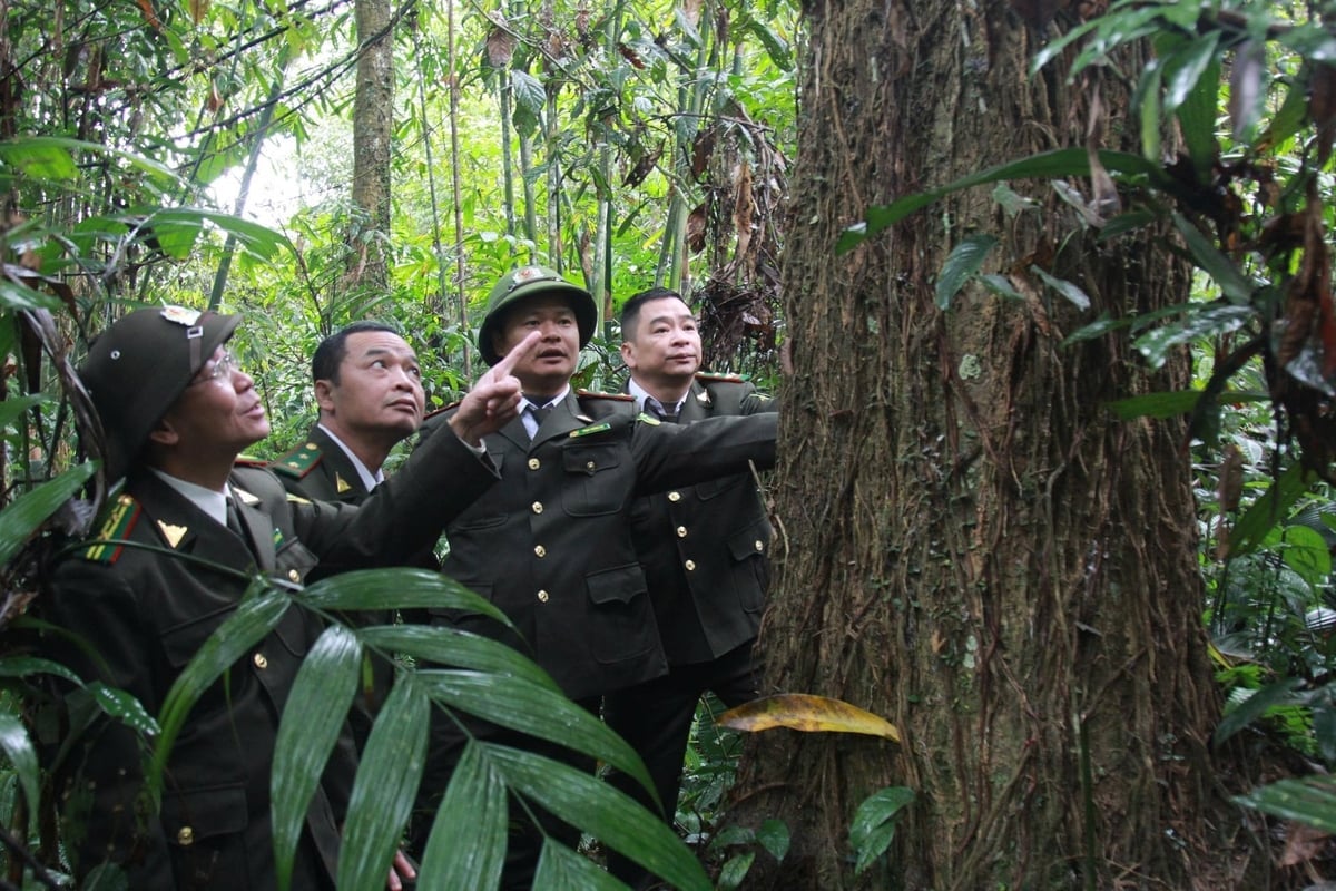 जंगलों की प्रभावी सुरक्षा के लिए स्थानीय लोगों को संबंधित अधिकारियों के साथ सहयोग करना आवश्यक है। फोटो: थान तिएन। Người dân cần phối hợp với đơn vị chức năng thực hiện tốt công tác bảo vệ rừng. Ảnh: Thanh Tiến.