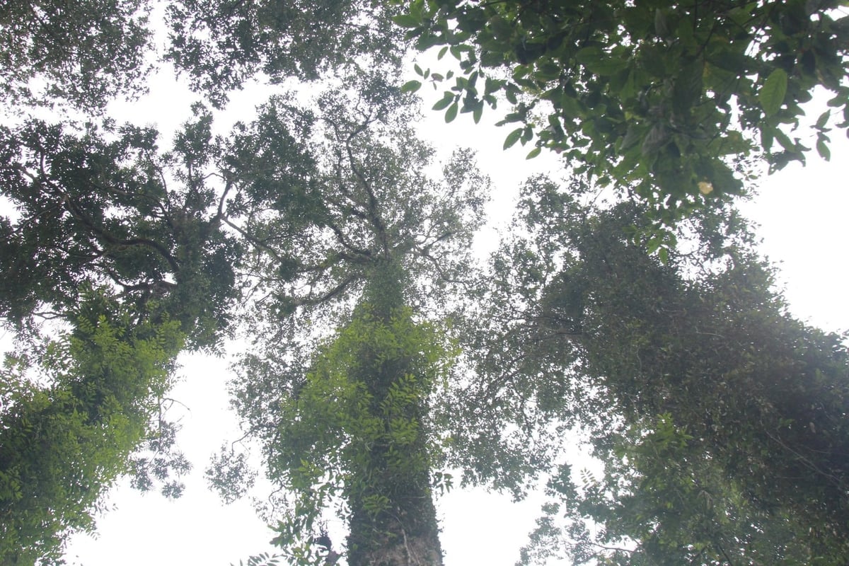 लाओ काई देश घरेलू कार्बन बाजार के आधिकारिक रूप से चालू होने के लिए तैयार है। फोटो: थान टिएन। Lào Cai thế sẵn sàng khi thị trường các-bon trong nước chính thức vận hành. Ảnh: Thanh Tiến.