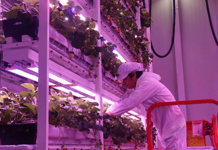 Le secteur agricole de Tay Ninh intensifie l'application des sciences, des technologies et de la transformation numérique.