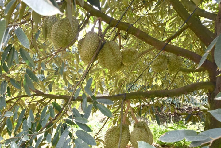 Ces dernières années, Tay Ninh a favorisé le développement d'une agriculture de haute technologie.