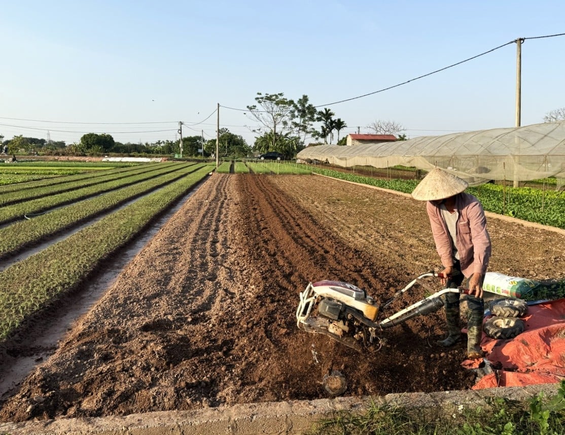 Les agriculteurs préparent le sol et le laissent sécher au soleil avant de planter les oignons verts. Photo : Khanh Ly. Nông dân làm đất, phơi ải để trồng hành lá. Ảnh: Khánh Ly.