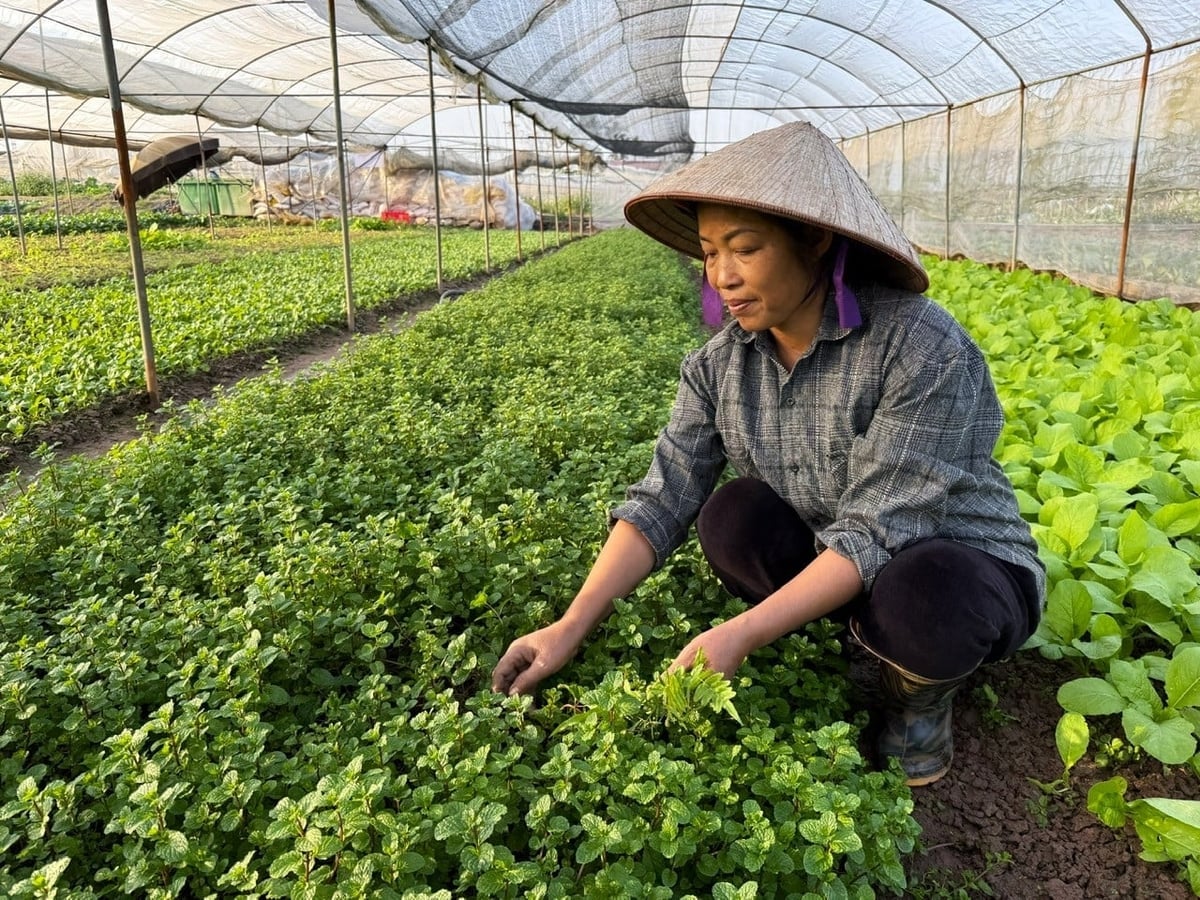 Les récoltes régulières de légumes-feuilles et d'herbes aromatiques à saison courte ont repris. Photo : Khanh Ly. Các loại rau ăn lá ngắn ngày và rau gia vị đã cho thu hoạch đều đặn trở lại. Ảnh: Khánh Ly.