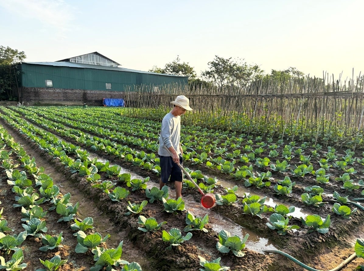 Certaines cultures à cycle long, comme le chou, le chou-rave, le chou-fleur et les tomates, font l'objet de soins attentifs afin d'accroître l'offre en fin d'année. Photo : Khanh Ly. Một số cây dài ngày như bắp cải, su hào, súp lơ, cà chua được chăm bón cẩn thận để tăng nguồn cung những ngày cuối năm. Ảnh: Khánh Ly.