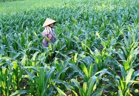 Khai thác và phát triển nguồn gen ngô địa phương cho vùng núi cao phía Bắc - Ảnh 1.