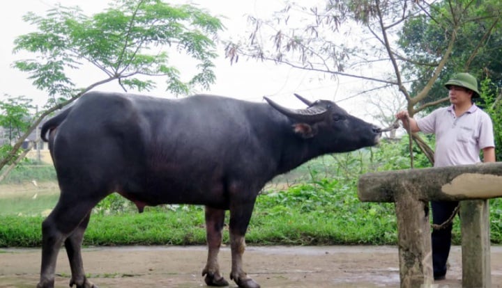 Khai thác và phát triển nguồn gen trâu Thanh Chương tại vùng Đông Bắc và Bắc Trung Bộ - Ảnh 1.