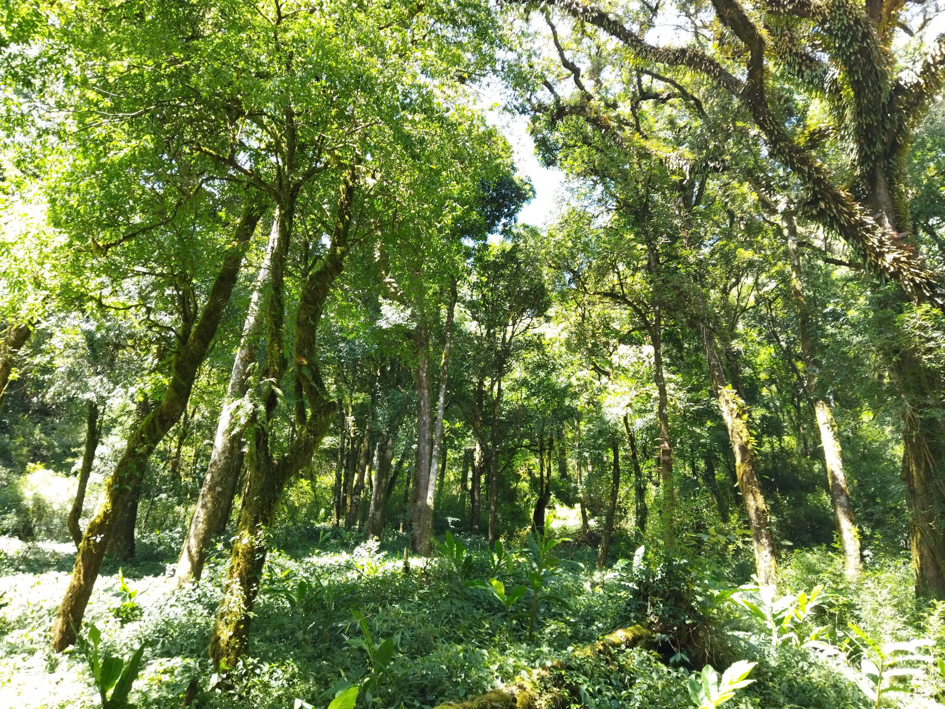 Kawasan hutan alami tersebut terlindungi dengan baik, menciptakan landasan bagi pengembangan kredit karbon hutan di Son La. Foto: Duc Binh. Diện tích rừng tự nhiên được bảo vệ tốt, tạo nền tảng phát triển tín chỉ các-bonrừng tại Sơn La. Ảnh: Đức Bình.