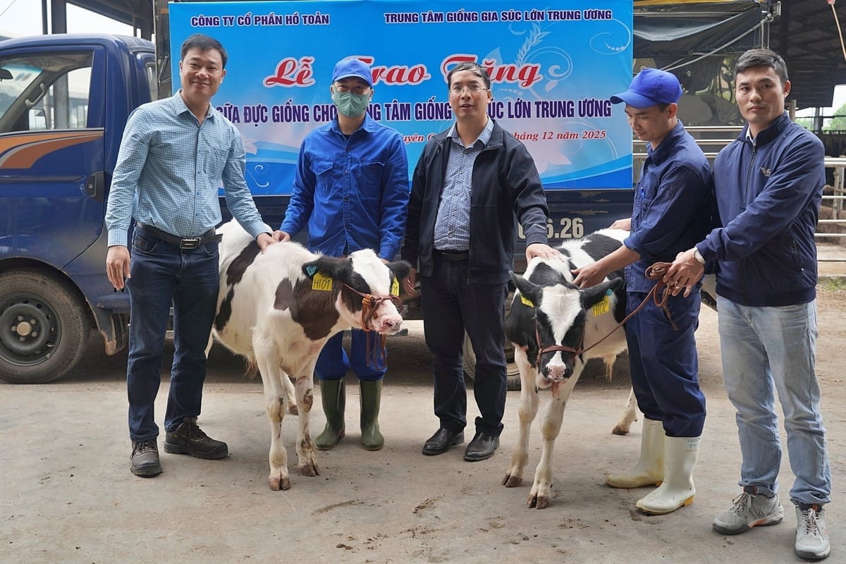 Dvě dojnice čistokrevného původu darovala společnost Ho Toan. Foto: Bao Thang. Hai cá thể bò sữa giống được Công ty Hồ Toản trao tặng. Ảnh: Bảo Thắng.