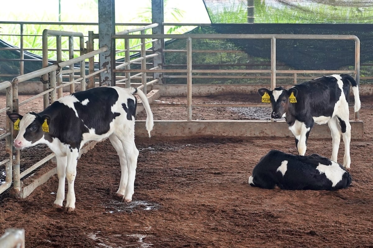 Tele na farmě společnosti Ho Toan. Foto: Bao Thang. Cá thể bê con trong khu trang trại của Công ty Hồ Toản. Ảnh: Bảo Thắng.