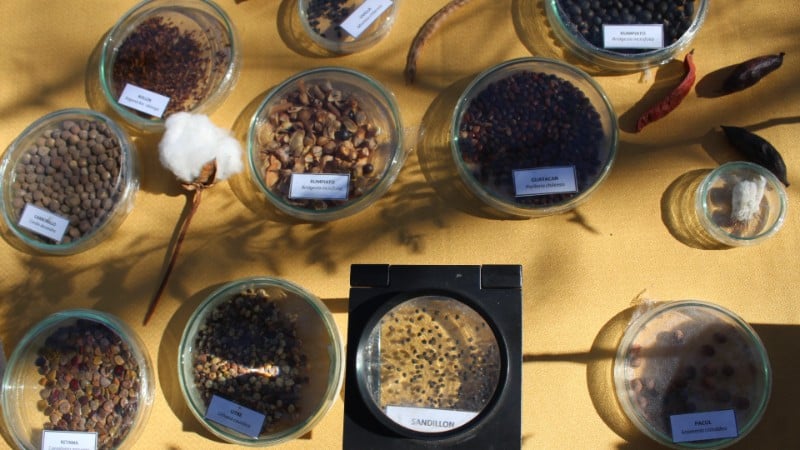 Néhány magminta az Intihuasi Magbankban. (Fotó: A vietnami chilei nagykövetség bocsátotta rendelkezésre)