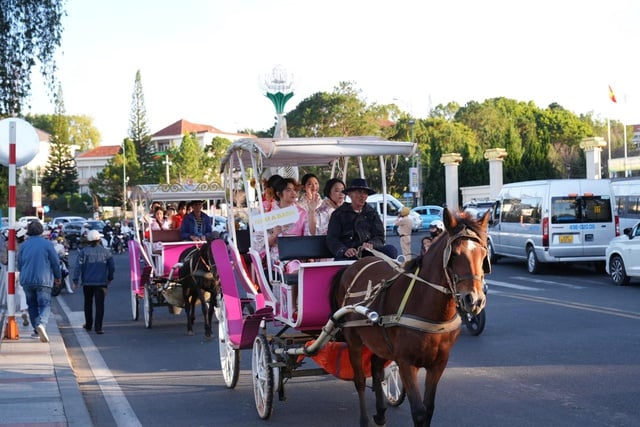 Carruajes tirados por caballos en Da Lat: un producto turístico único que necesita ser restaurado y desarrollado - Foto 2. Xe ngựa Đà Lạt: Sản phẩm du lịch đặc thù cần khôi phục và phát triển- Ảnh 2.