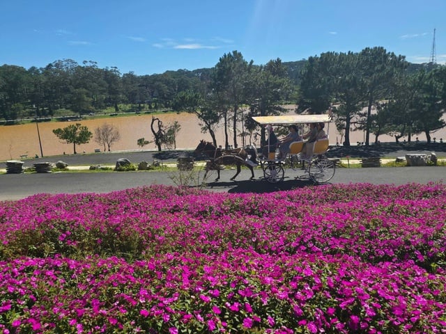 Carruajes tirados por caballos en Da Lat: un producto turístico único que necesita ser restaurado y desarrollado - Foto 3. Xe ngựa Đà Lạt: Sản phẩm du lịch đặc thù cần khôi phục và phát triển- Ảnh 3.