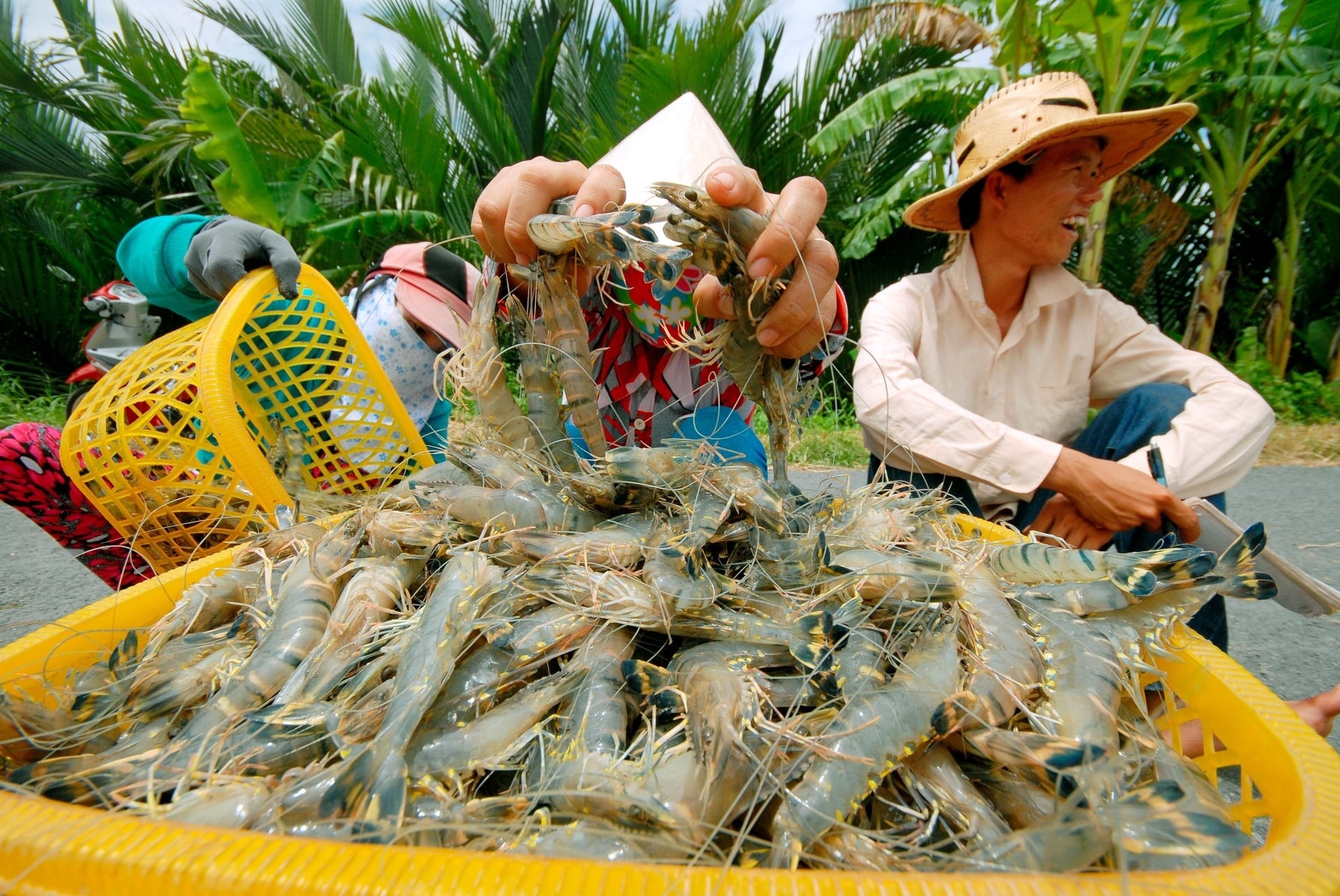 Os camarões-tigre vietnamitas continuam a manter uma clara vantagem nos mercados chinês e de Hong Kong. Foto: Thanh Cuong. Tôm sú Việt Nam cũng tiếp tục giữ lợi thế rõ rệt tại thị trường Trung Quốc và Hồng Kông. Ảnh: Thanh Cường.