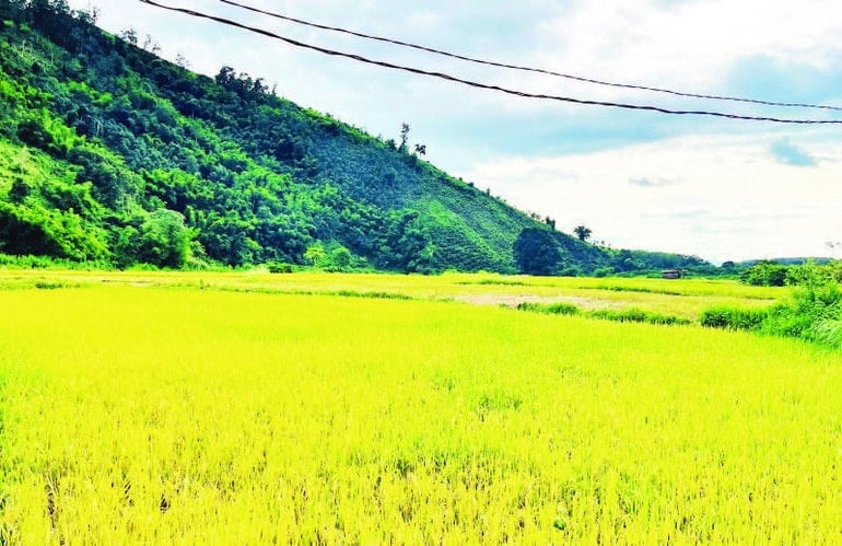Risfältet använder en ny rissort i byn Turia Pêng, kommunen Đăk Mar. tn-12-12-19h25-9969.jpg