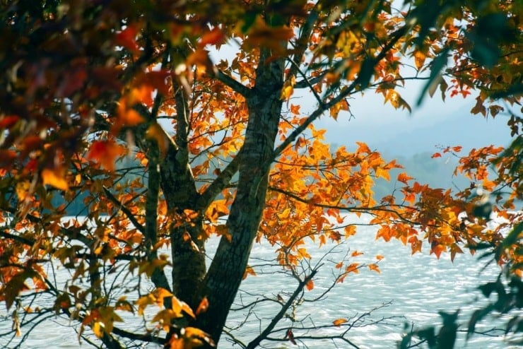 יער המייפל בקה סאן משנה צבע, מושך אליו מטיילים - 3