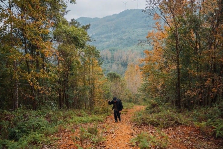 יער המייפל בקה סאן משנה צבע, מושך אליו מטיילים - 4