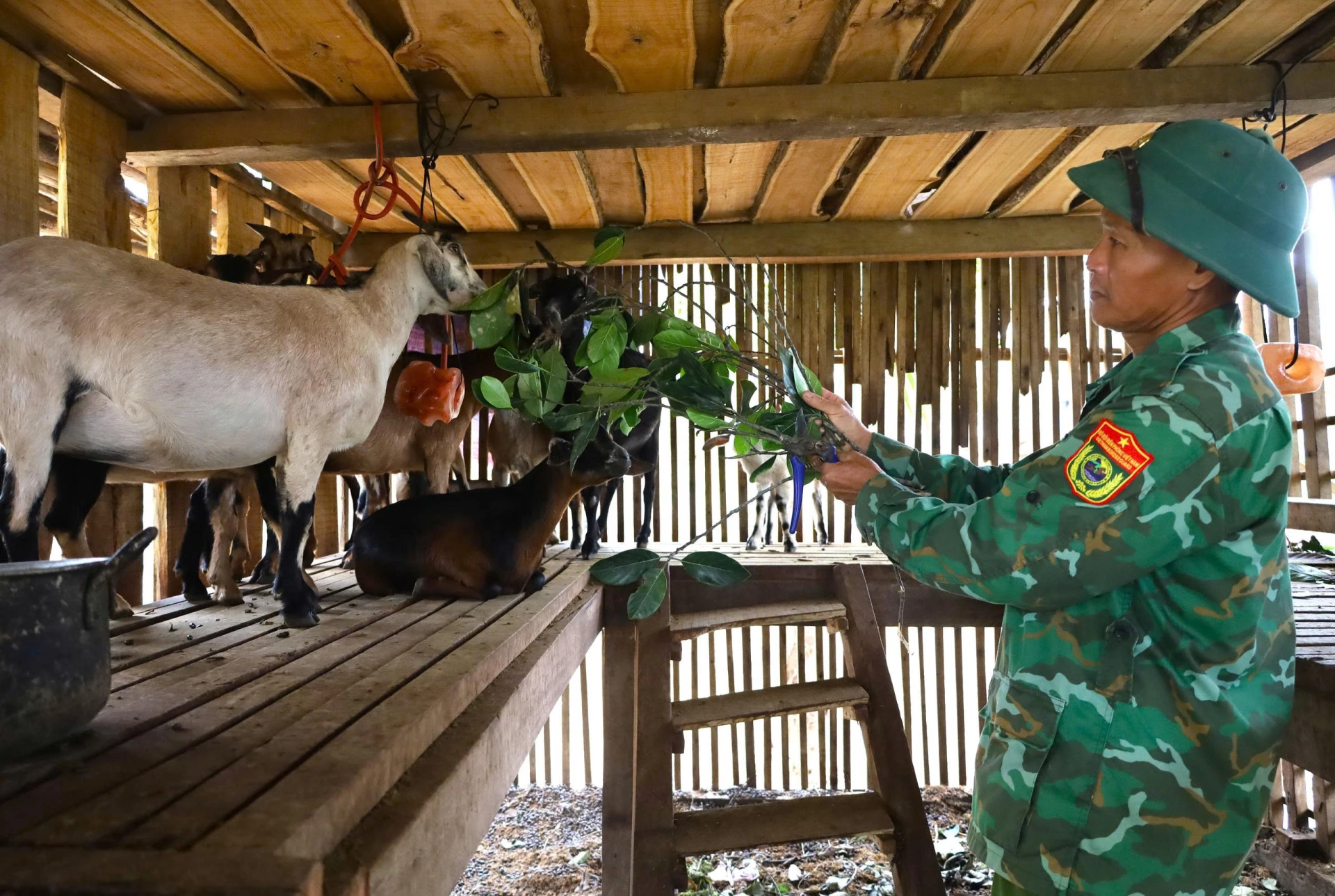 Bay Nguyen Van Minh'in ailesinin örnek bahçesi, Uyen Phong köyü, Tuyen Hoa komünü - Fotoğraf: T.L