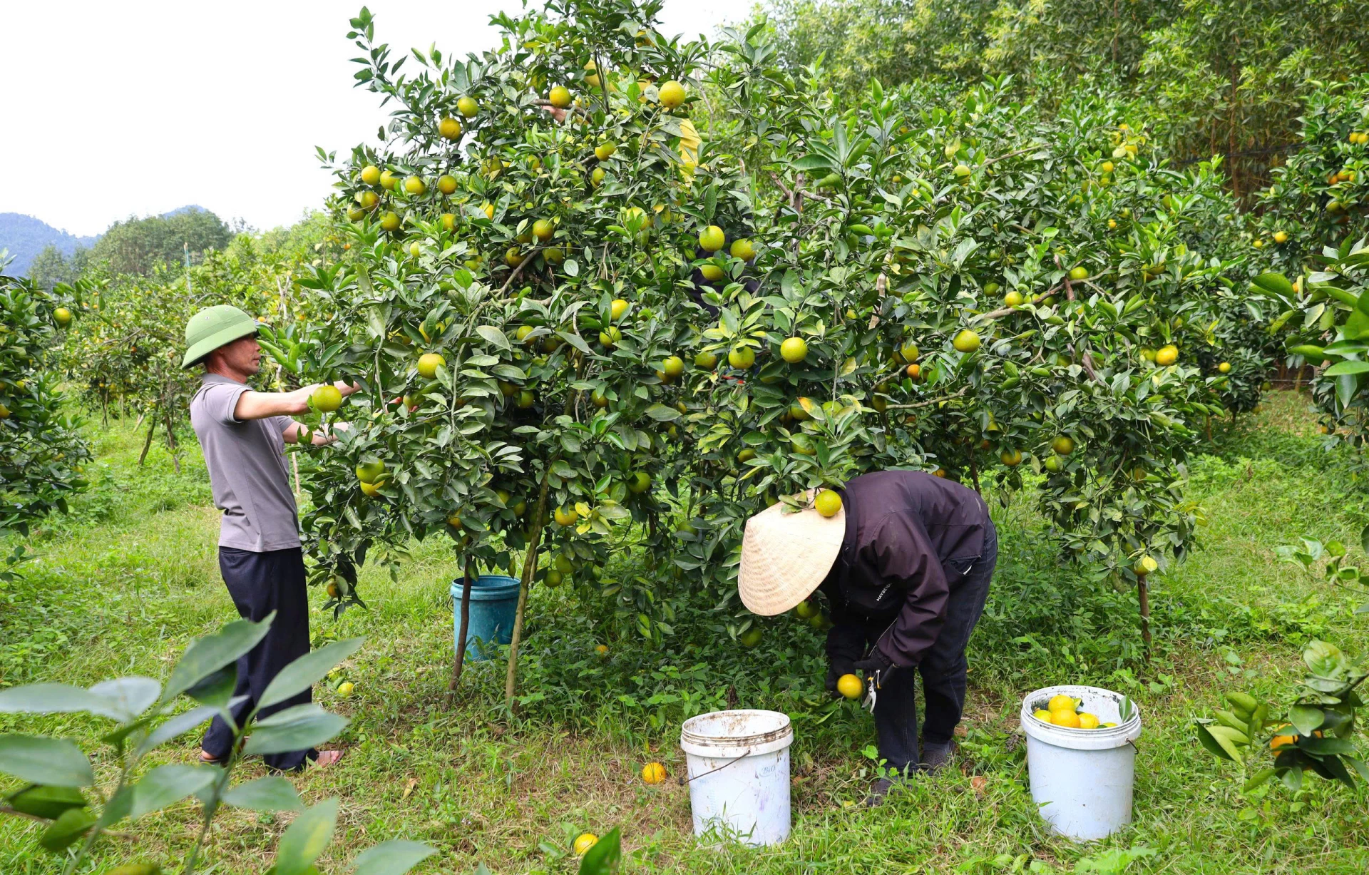 Tuyen Hoa'da örnek bahçeler inşa etmek, insanların gelirlerini artırmalarına yardımcı oluyor - Fotoğraf: T.L.