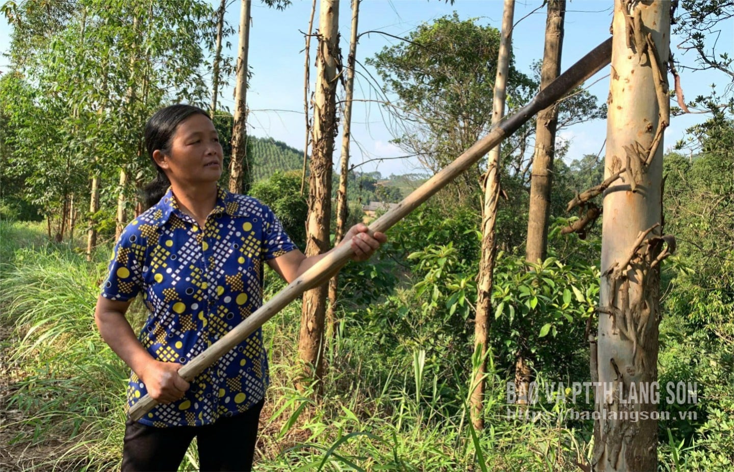 Госпожа Ха Тхи Нат заботится о лесу.