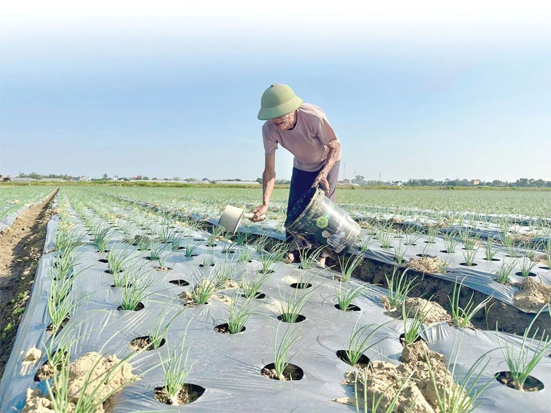 קשיים רבים בייצור גידולי חורף.
