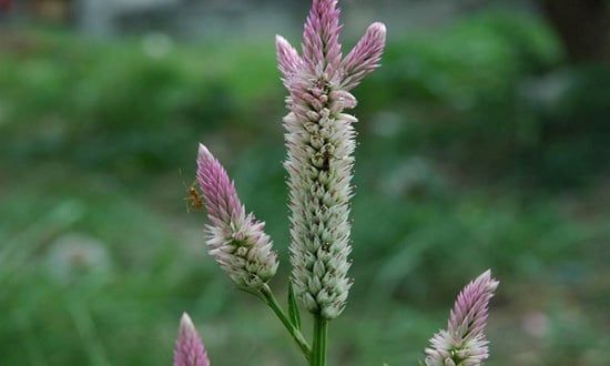 Cây mào gà trắng