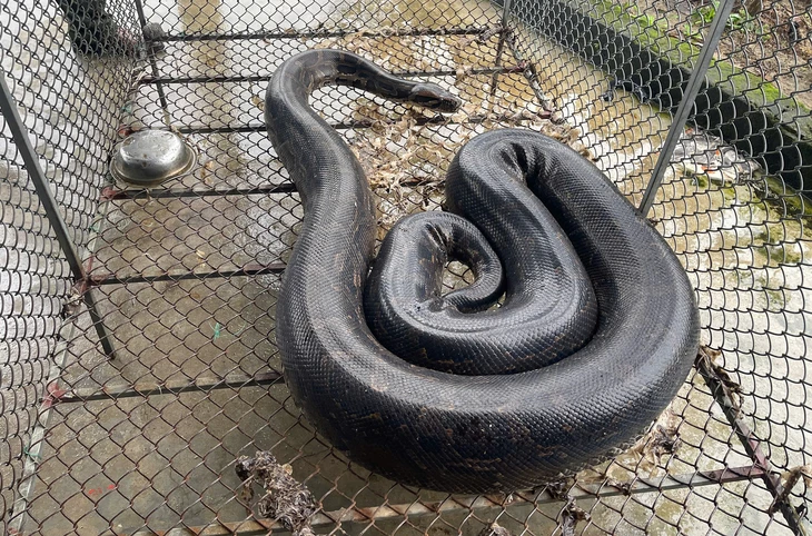 trăn đất - Ảnh 1.