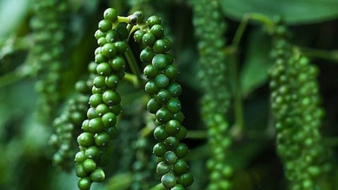 Giá tiêu hôm nay 12/12/2025 ở trong nước và thế giới mới nhất