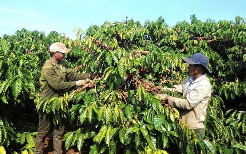 Kaffepriserna idag vid 1212 visar tecken på återhämtning efter en serie kraftiga nedgångar.