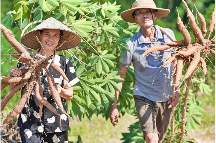 Phục tráng và phát triển nguồn gen sắn ruột vàng Phú Thọ tại trung du và miền núi phía Bắc - Ảnh 1.