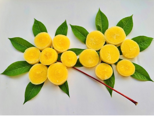 Phục tráng và phát triển nguồn gen sắn ruột vàng Phú Thọ tại trung du và miền núi phía Bắc - Ảnh 2.