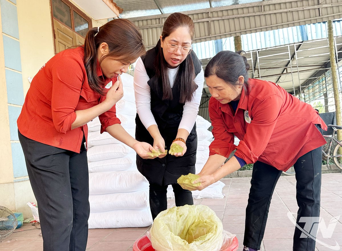 Fakulteten vid Thai Nguyen University of Agriculture and Forestry gav teknisk vägledning till jordbrukare i Tan Cuong kommun om hur man blandar grönt tepulver i grisfoder.