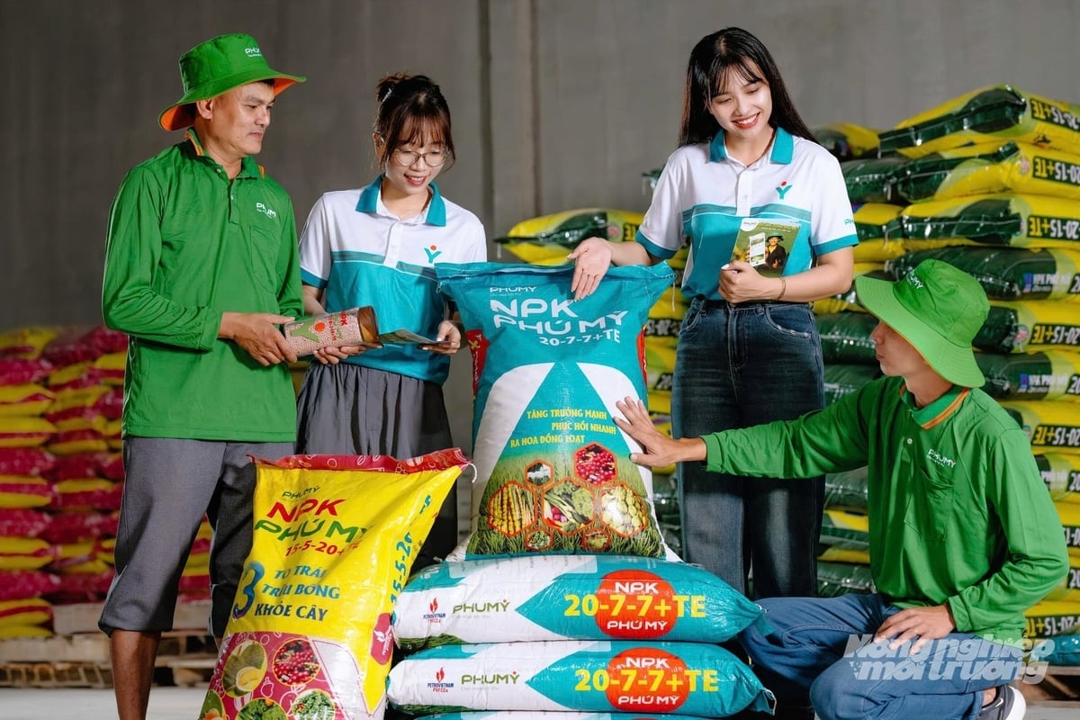 El personal técnico de Phu My guía a los agricultores en la inspección de sus campos y la evaluación del crecimiento del arroz para ajustar la nutrición adecuadamente, con el objetivo de implementar prácticas agrícolas sostenibles. Foto: Le Hoang Vu. Cán bộ kỹ thuật Phú Mỹ hướng dẫn nông dân thăm đồng, đánh giá sinh trưởng lúa để điều chỉnh dinh dưỡng hợp lý, hướng đến canh tác bền vững. Ảnh: Lê Hoàng Vũ.
