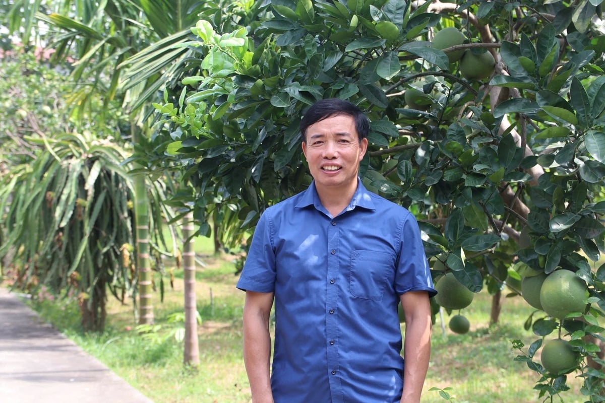 Ông Đỗ Quốc Hương, Giám đốc HTX Nông nghiệp Mỹ Tân, bên vườn bưởi đang vào vụ. Ảnh: Hồng Ngọc.