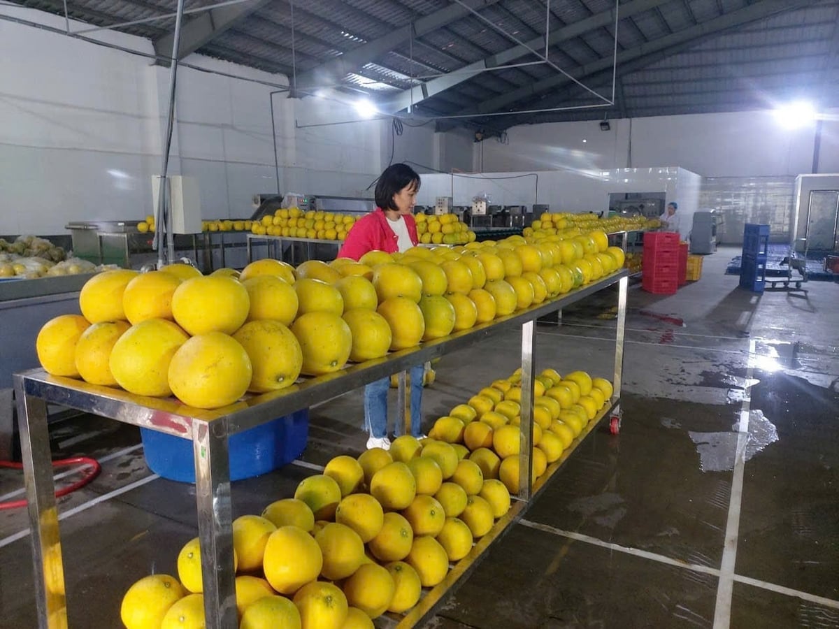 Lô bưởi thu hoạch sớm được phân loại và làm sạch tại khu sơ chế của HTX trước khi đưa ra thị trường. Ảnh: Hồng Ngọc.