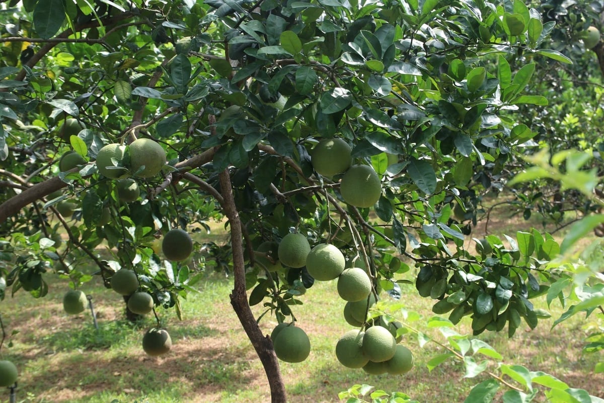 Vườn bưởi Diễn cho năng suất ổn định nhờ quy trình chăm sóc theo tiêu chuẩn GlobalGAP và hướng hữu cơ. Ảnh: Hồng Ngọc.