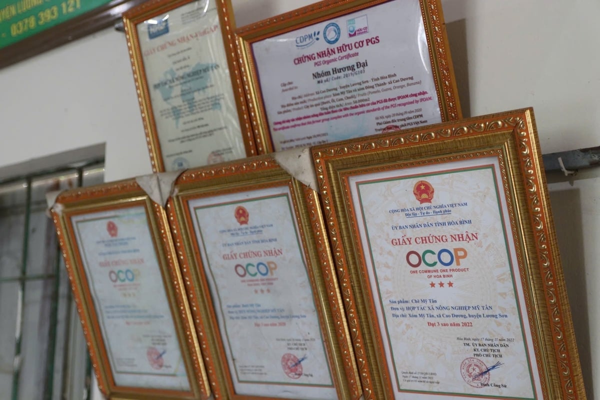 Giấy khen và chứng nhận sản xuất an toàn, hữu cơ mà HTX Nông nghiệp Mỹ Tân đạt được. Ảnh: Hồng Ngọc.