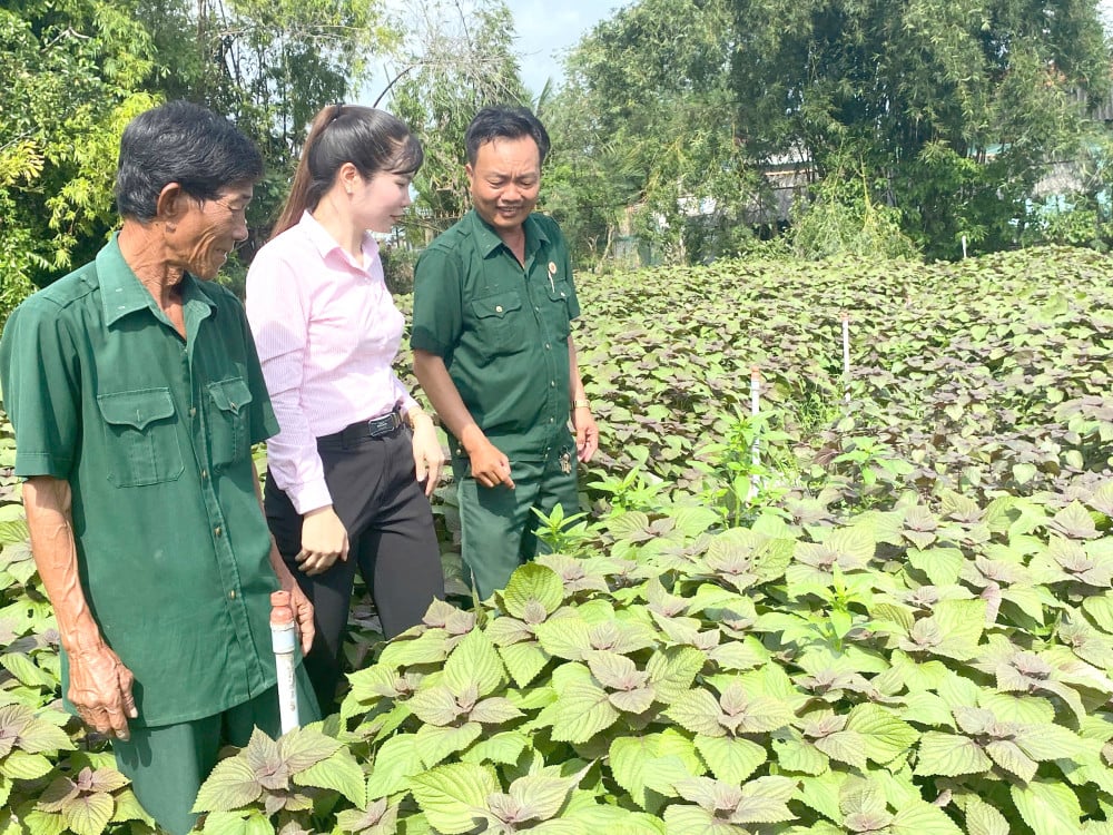 Una mirada retrospectiva a la agricultura de alta tecnología.