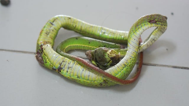 Bác sĩ cảnh báo rắn lục đuôi đỏ trong mùa mưa: Chứa 20 thành phần gây độc - Ảnh 1.