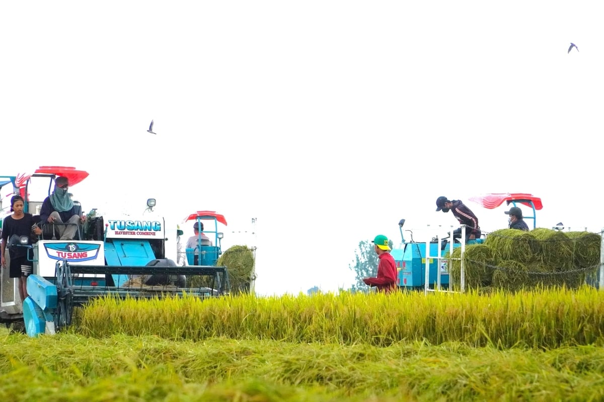 Tham gia Đề án 1 triệu ha lúa chất lượng cao, phát thải thấp, nông dân TP Cần Thơ tăng lợi nhuận từ 1,3 - 6,5 triệu đồng/ha so với ngoài mô hình. Ảnh: Kim Anh.