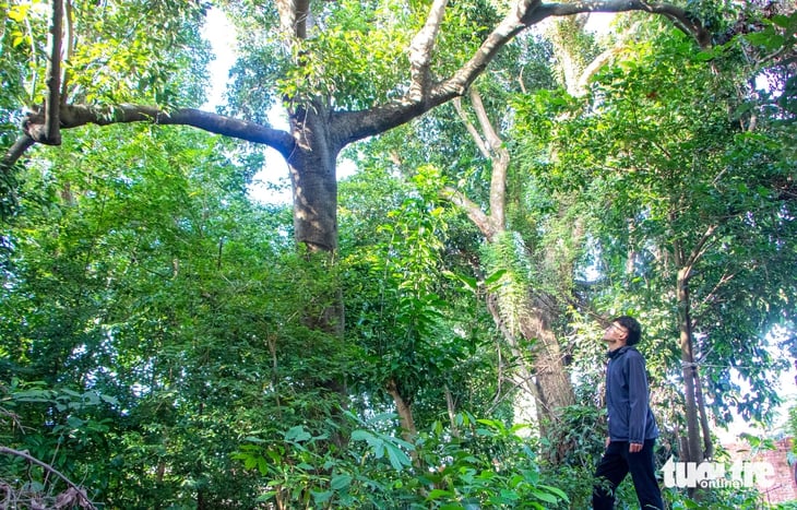 Khám phá khu rừng thiêng giữa lòng Đà Nẵng được người dân đồng lòng bảo vệ - Ảnh 1.