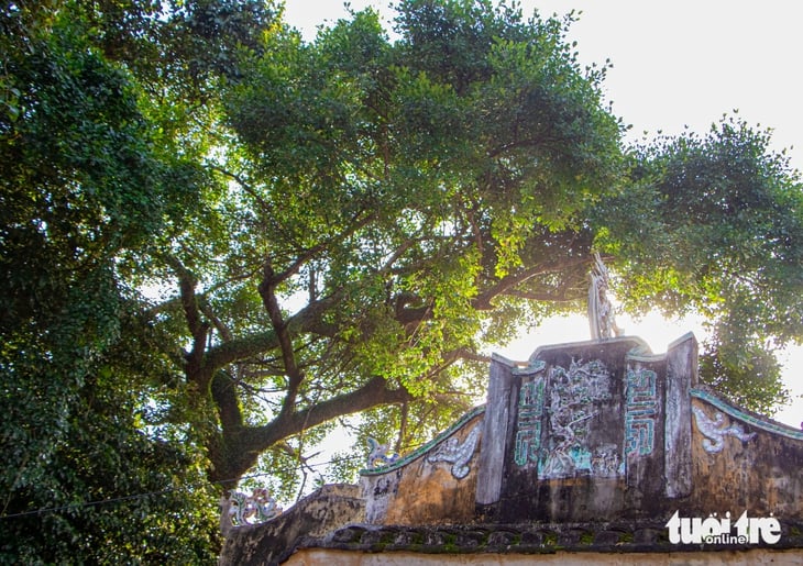 Khám phá khu rừng thiêng giữa lòng Đà Nẵng được người dân đồng lòng bảo vệ - Ảnh 11.