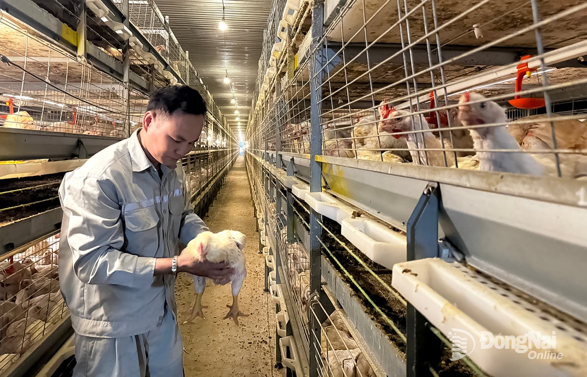 High-tech průmyslová kuřecí farma v obci Xuan Dong. Foto: Binh Nguyen