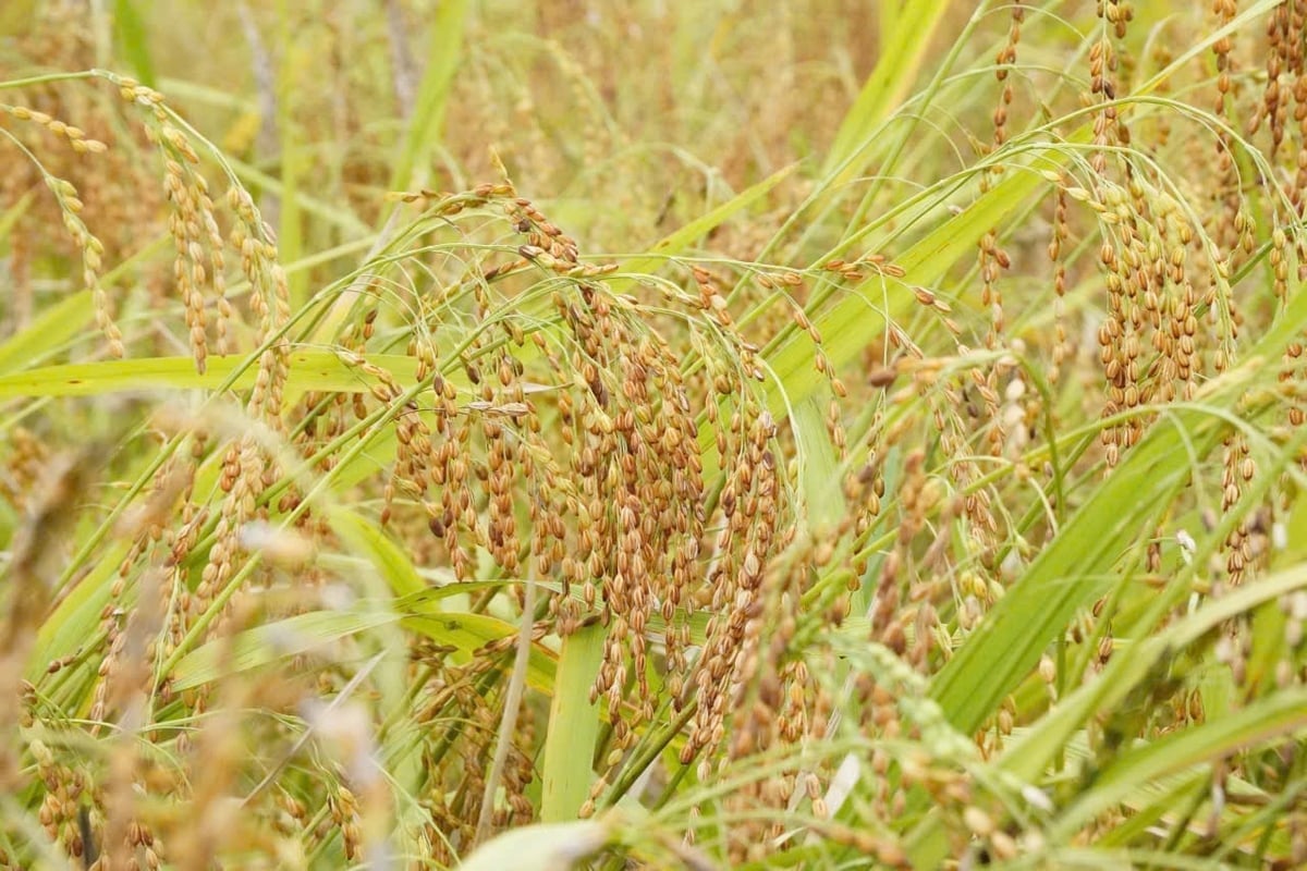 Le réservoir de Cua Dat est indispensable à une avancée majeure dans l'agriculture de Thanh Hoa. Photo : Thanh Tam. Hồ chứa nước Cửa Đạt là tiền đề để nông nghiệp Thanh Hóa bứt phá. Ảnh: Thanh Tâm.