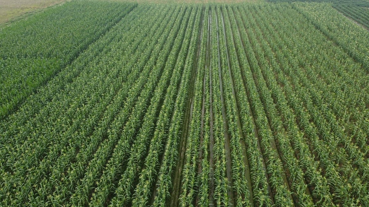 Un vaste champ de maïs s'étend à travers la commune de Dinh Lien. Photo : Thanh Tam. Cánh đồng ngô trải dài ở xã Định Liên. Ảnh: Thanh Tâm.