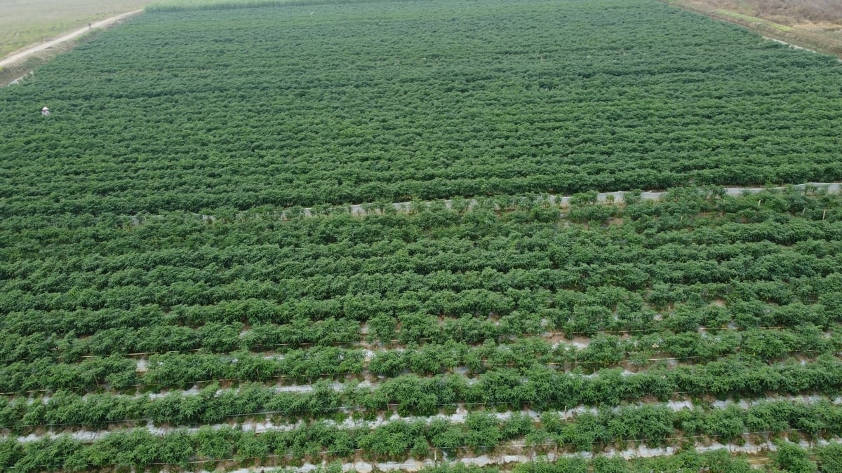 Les champs de piments cultivés à des fins commerciales produisent une grande quantité de piments pendant la saison hivernale dans la commune de Dinh Lien. Photo : Thanh Tam. Những cánh đồng ớt thương phẩm cho giá trị cao trong vụ đông ở xã Định Liên. Ảnh: Thanh Tâm.