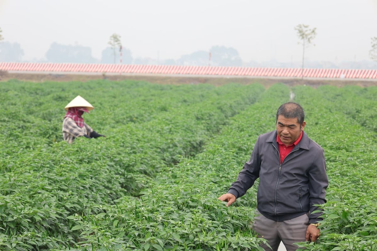 M. Luu Tai Sang se tient près de son champ de piments, où la récolte est abondante et les prix bons. Photo : Thanh Tam. Ông Lưu Tài Sáng bên cánh đồng ớt được mùa được giá. Ảnh: Thanh Tâm.