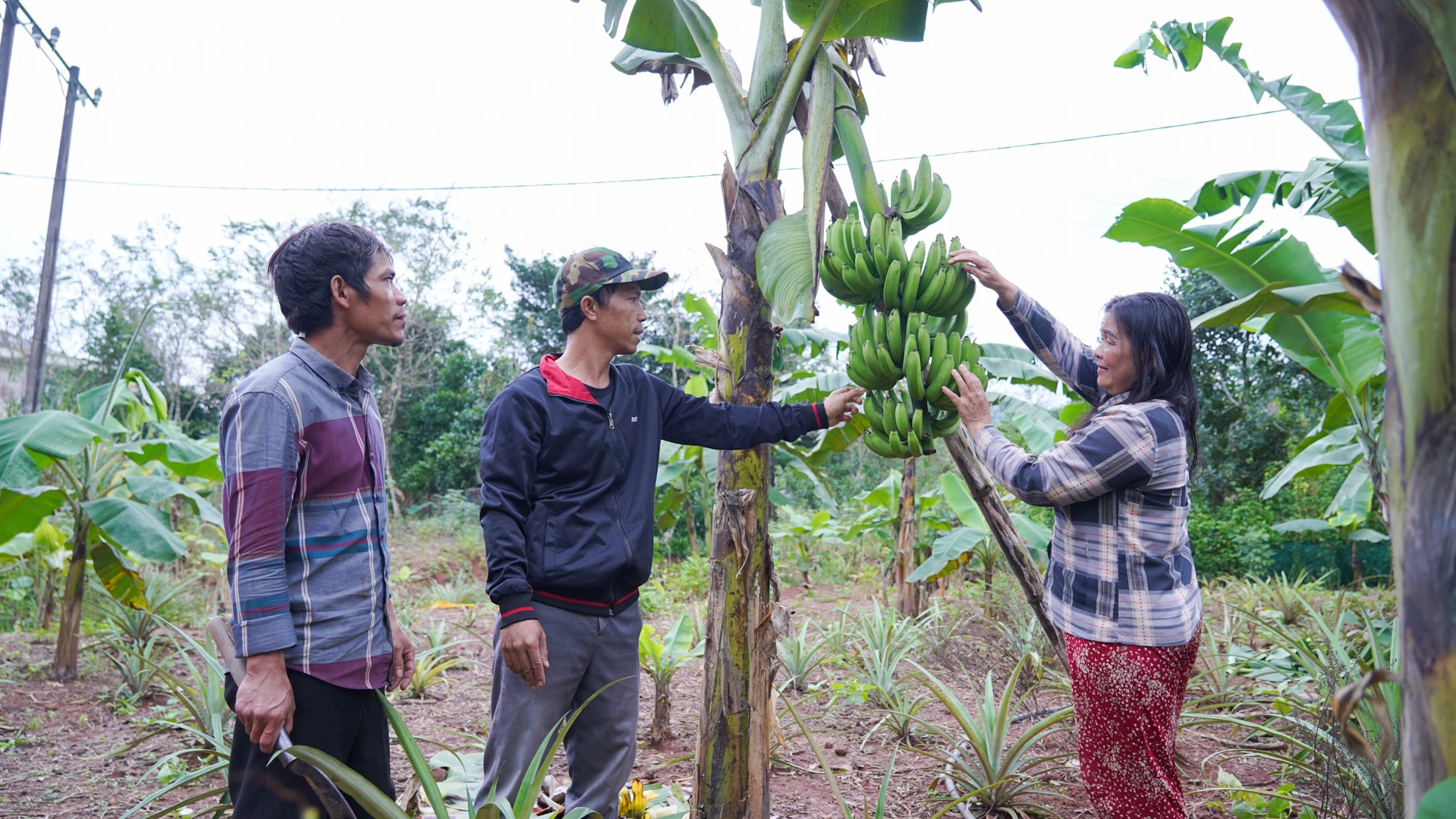Landwirtschaftliche Berater besuchten Frau Ho Thi Buois Garten (Dorf A Dang) persönlich, um sie in der Pflege der einheimischen Zwergbananensorte zu schulen – Foto: L.TR